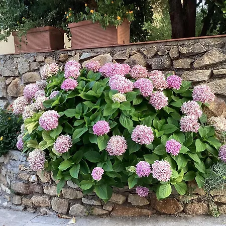 Apartament Ortensia Al Cotone Marciana Marina (Isola d'Elba)